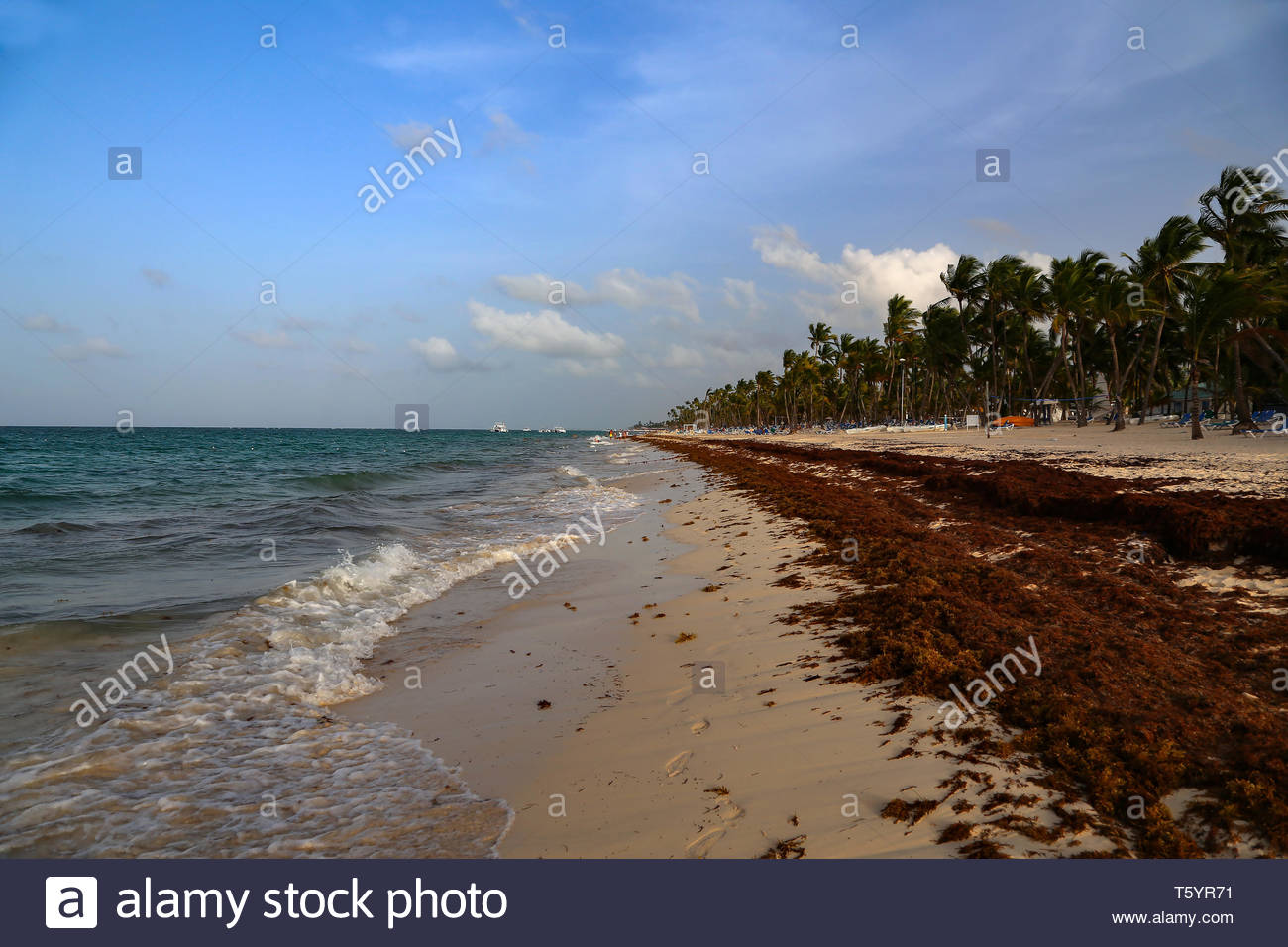 las algas del mar esta varado en las playas de punta cana t5yr71