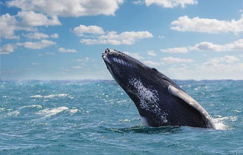 temporada de ballenas listos para ver a las jorobadas