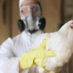 influenza aviar en Ecuador 1