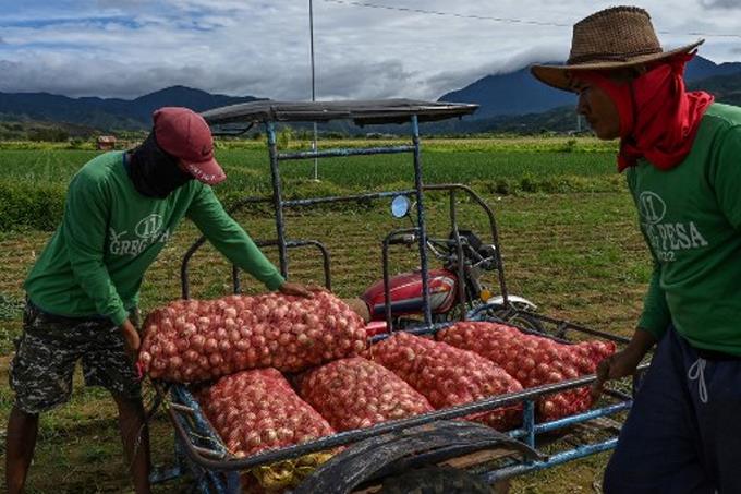 la cebolla se convierte en un producto de lujo en filipinas