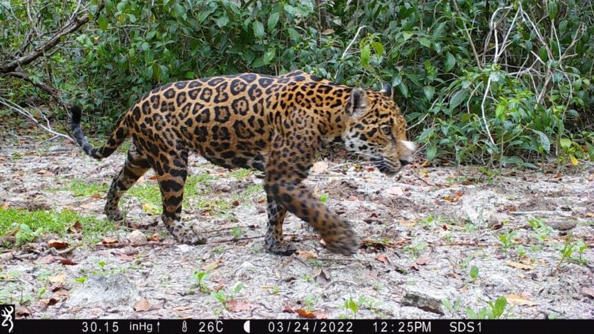 thumbnail Jaguar Panthera onca