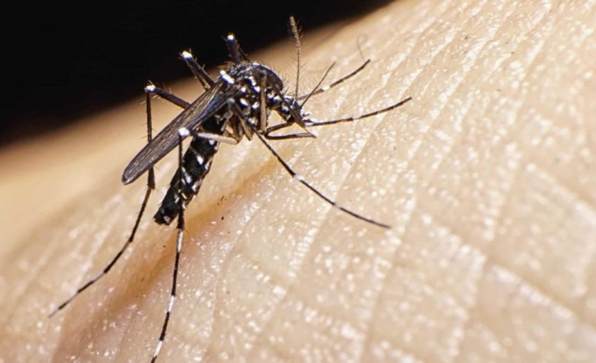 dengue mosquito ab81de3d 1140x694 1
