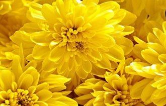 flores amarillasjpg