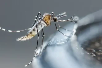 mosquito dengue 0.jpg