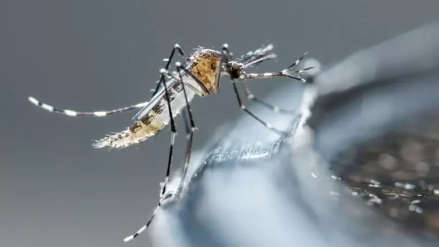 mosquito dengue 0.jpg